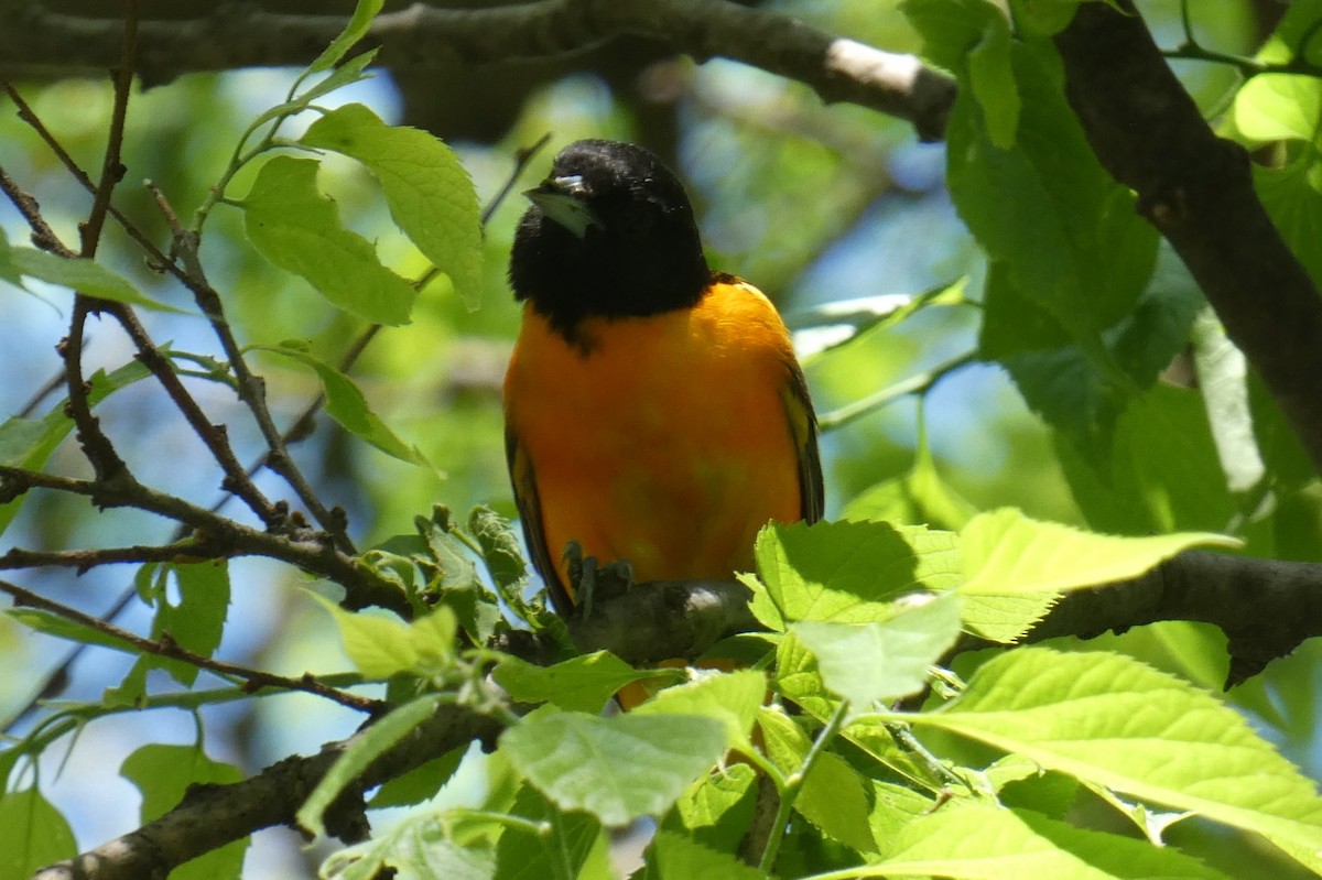 Baltimore Oriole - Anonymous