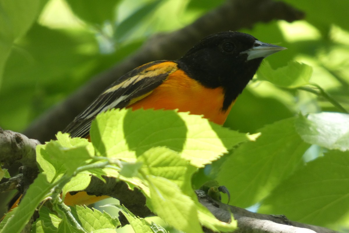 Baltimore Oriole - Anonymous