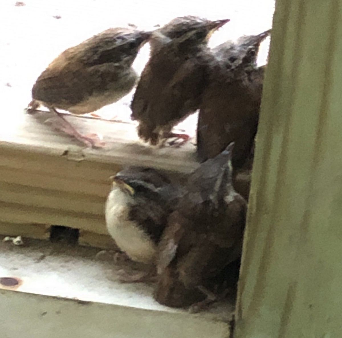 Carolina Wren - Cindy Skidgel