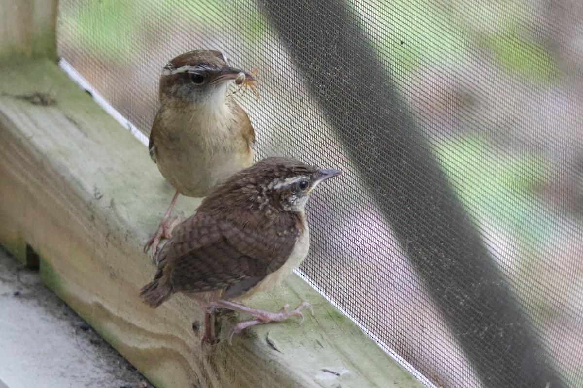 Carolina Wren - Cindy Skidgel