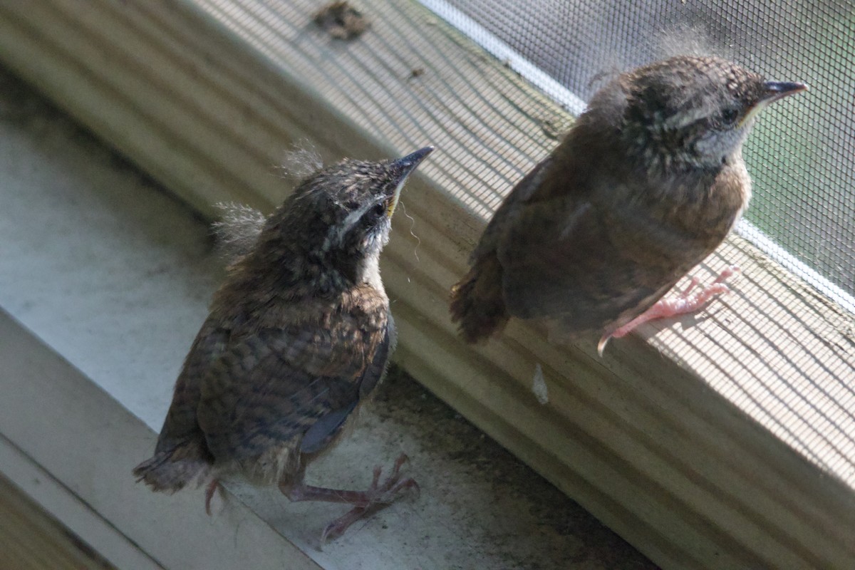 Carolina Wren - Cindy Skidgel