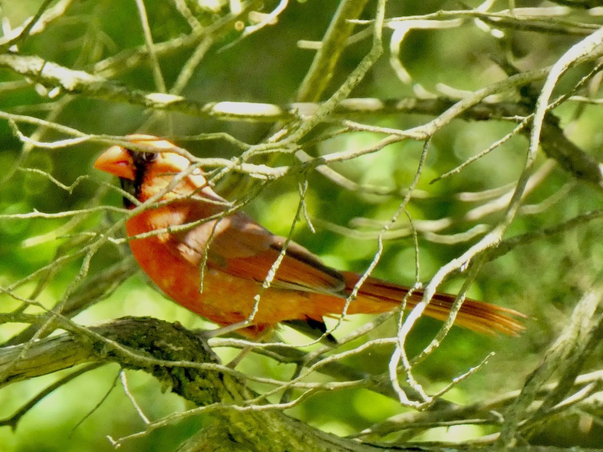 Northern Cardinal - Connee Chandler