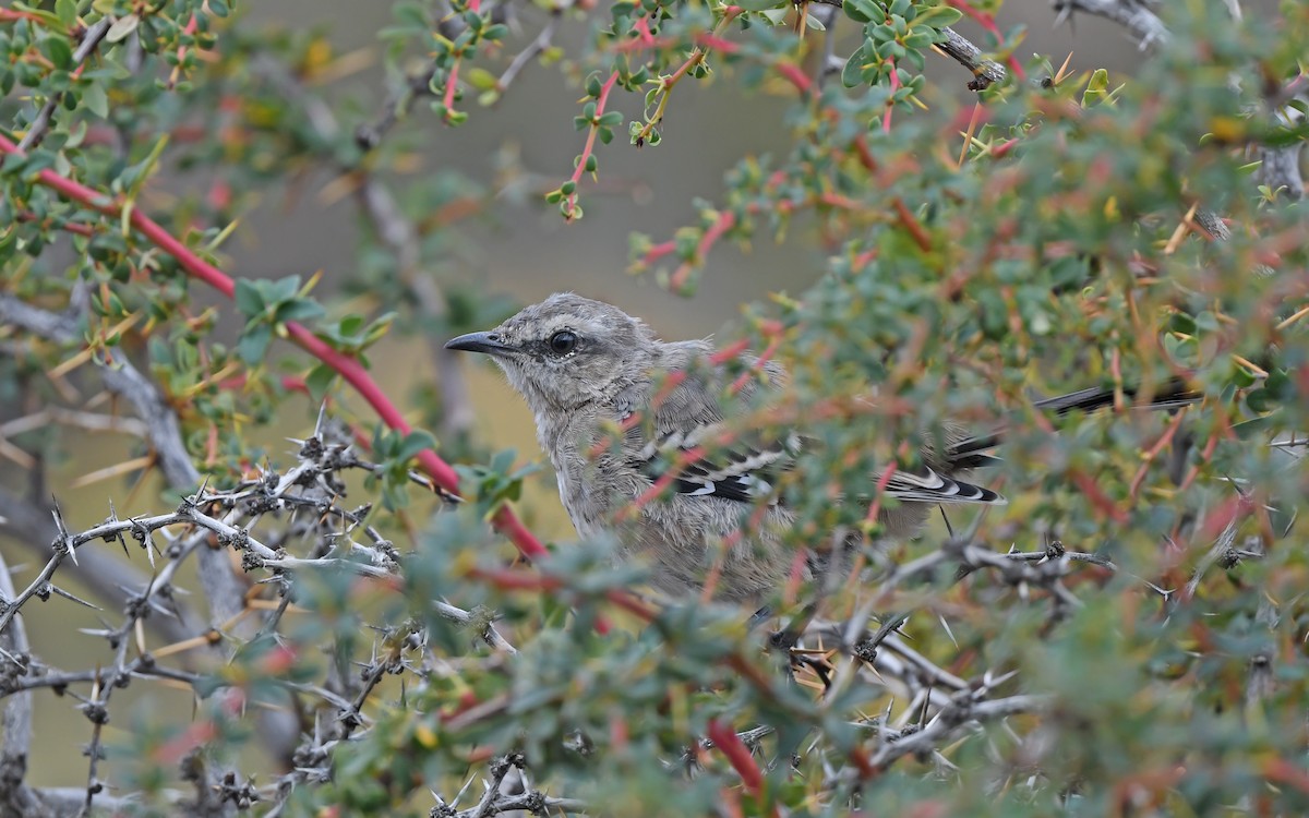 Patagonian Mockingbird - Christoph Moning