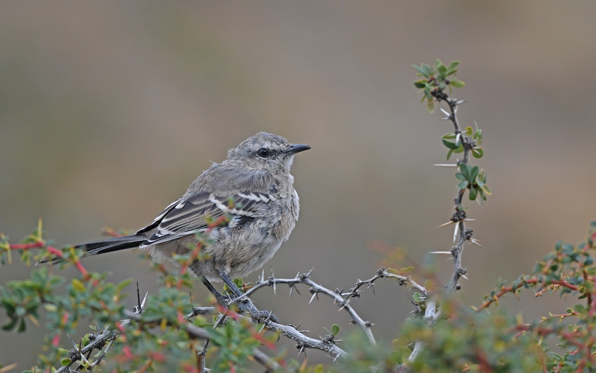 Patagonian Mockingbird - Christoph Moning