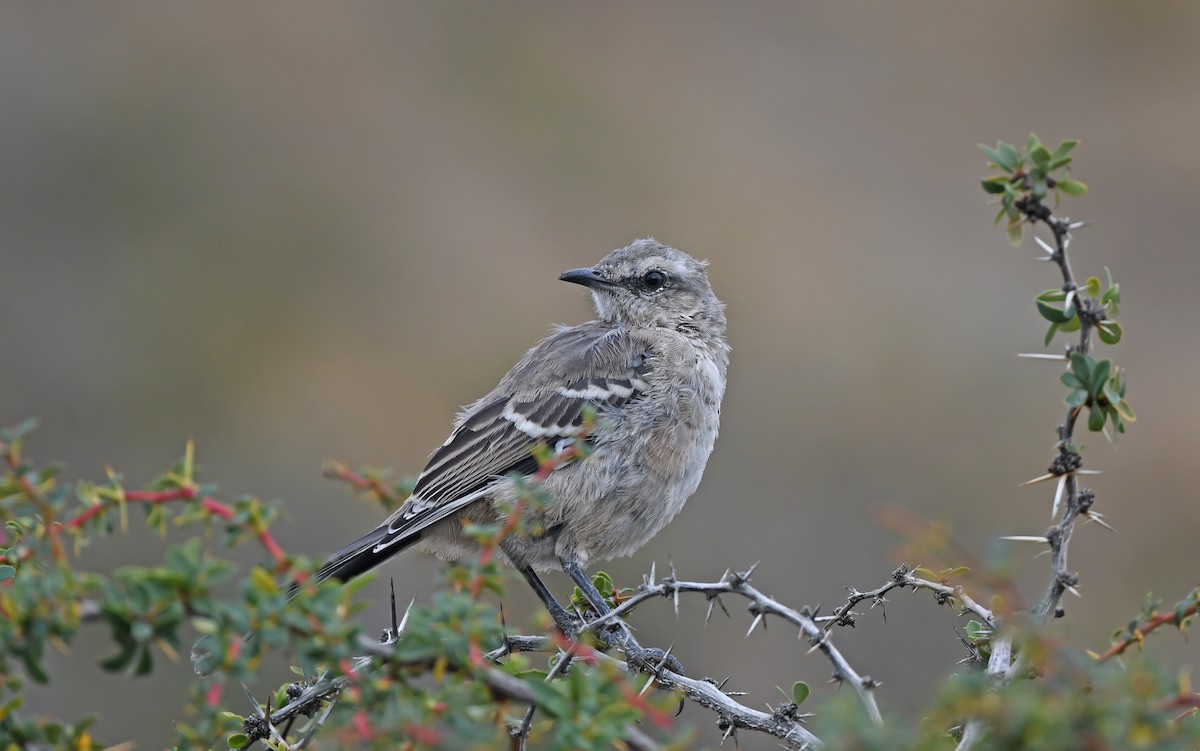 Patagonian Mockingbird - Christoph Moning