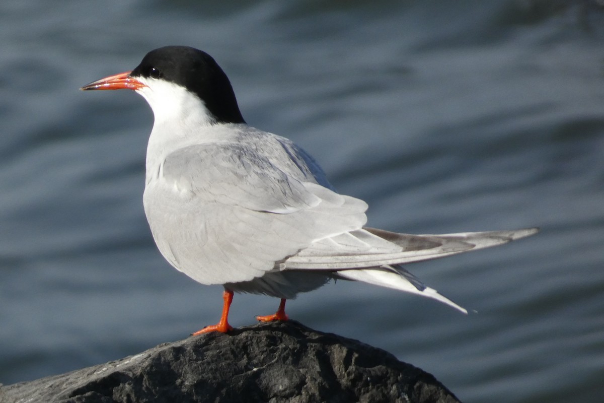 Common Tern - ML619480480