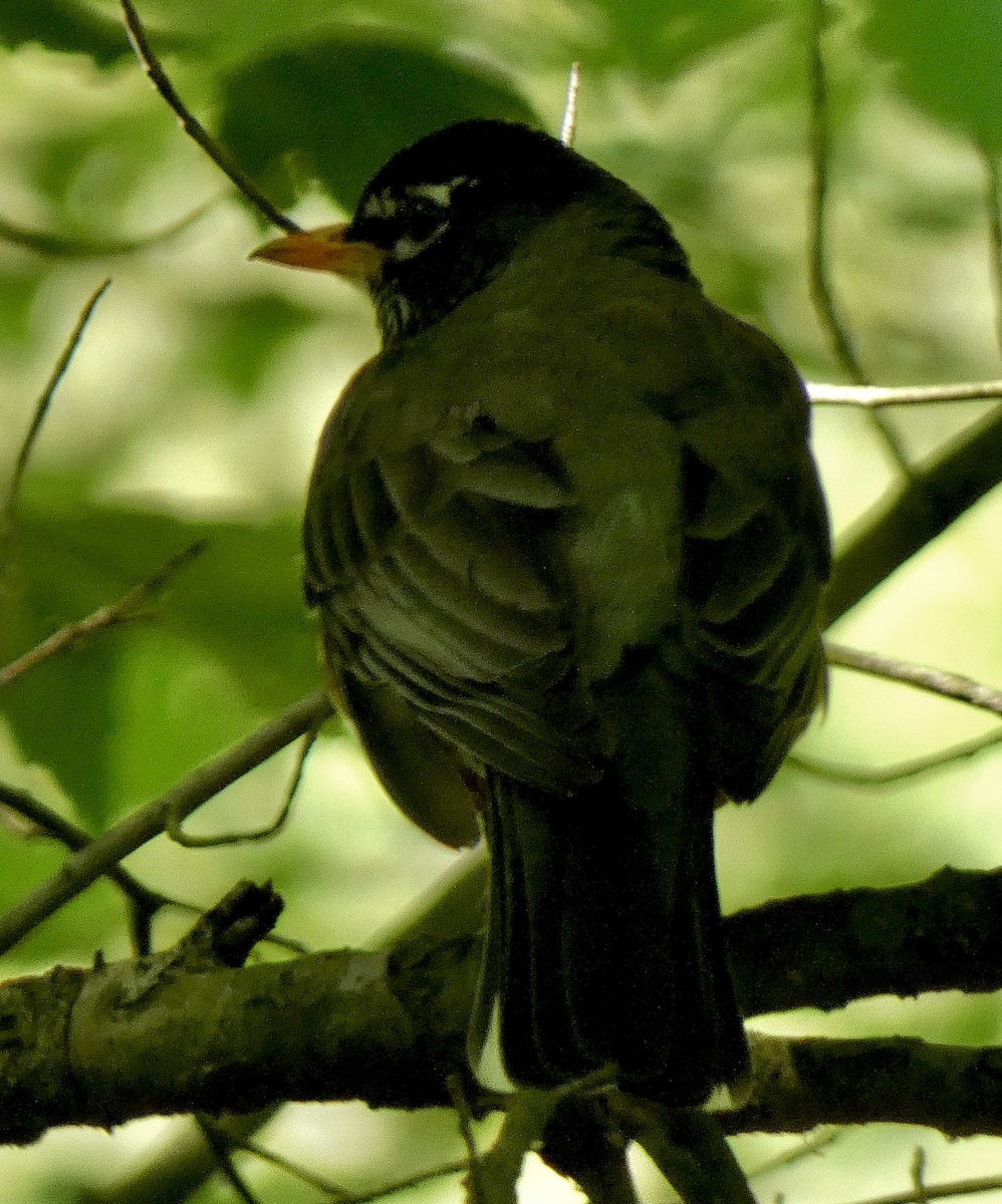 American Robin - Connee Chandler