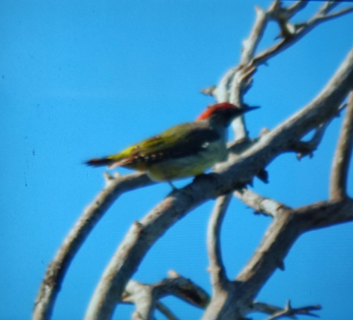 Iberian Green Woodpecker - Carlos Herranz