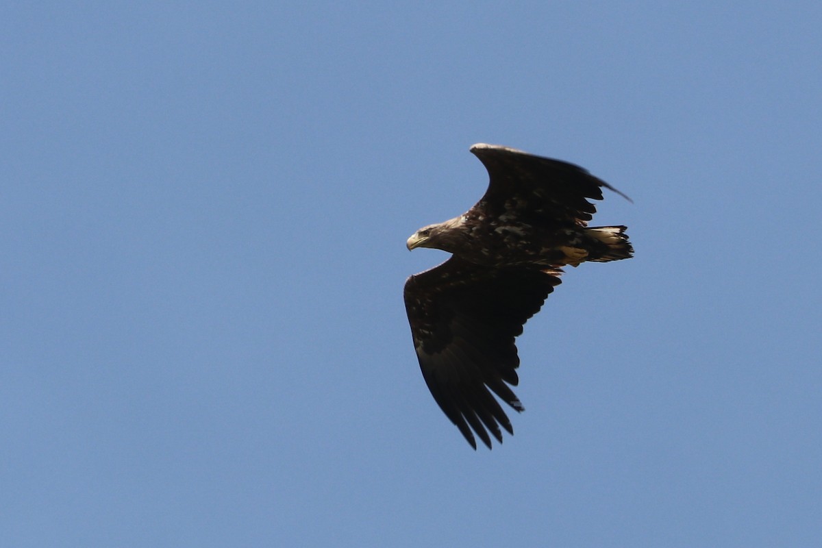 White-tailed Eagle - Mariia Bukhareva