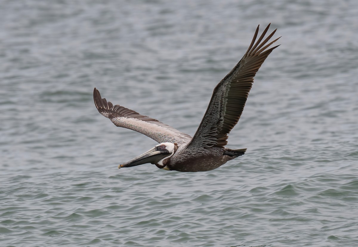 Brown Pelican - Ronnie d'Entremont