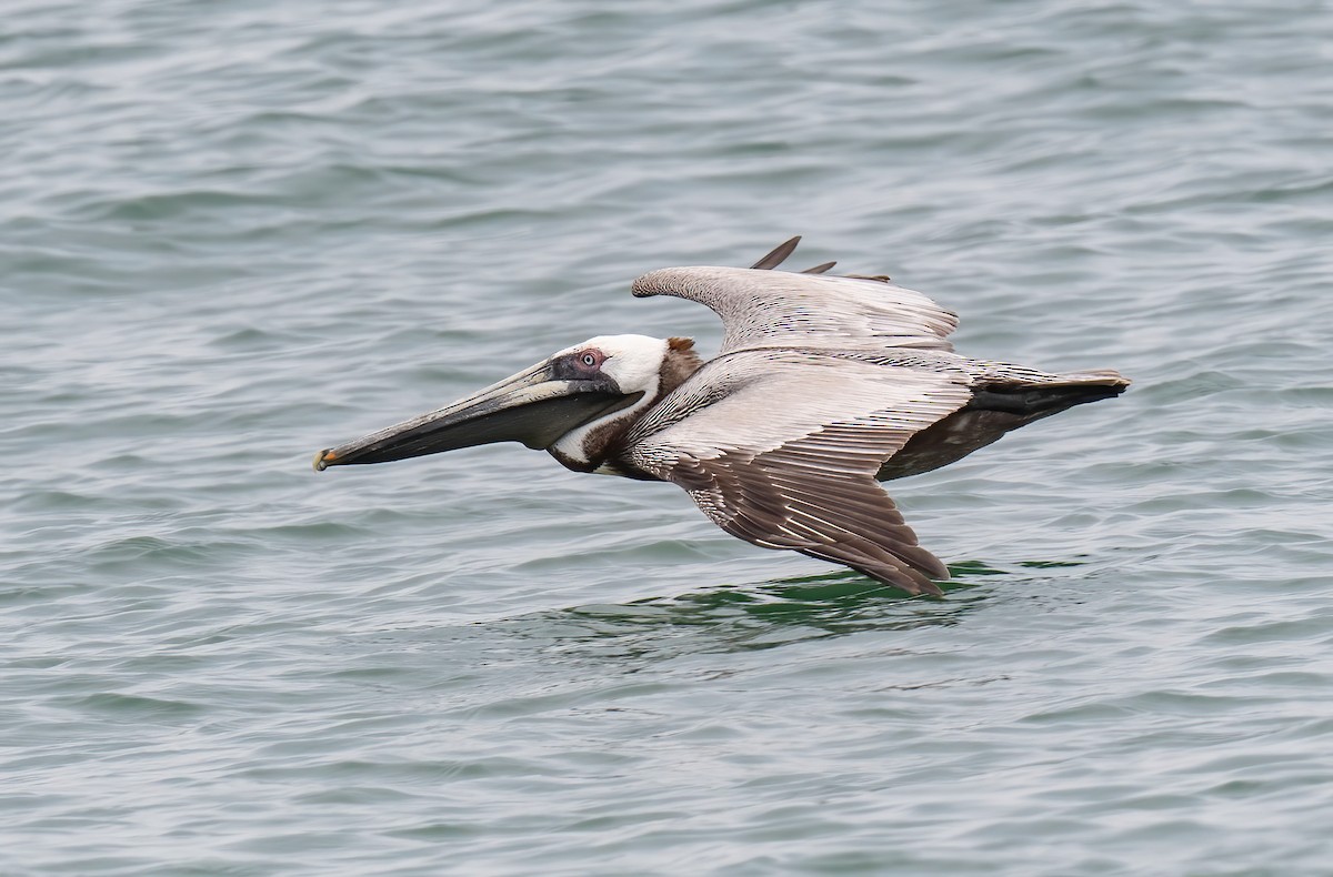 Brown Pelican - Ronnie d'Entremont