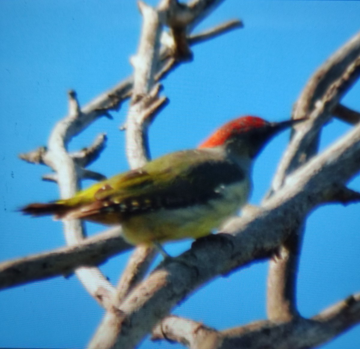 Iberian Green Woodpecker - Carlos Herranz