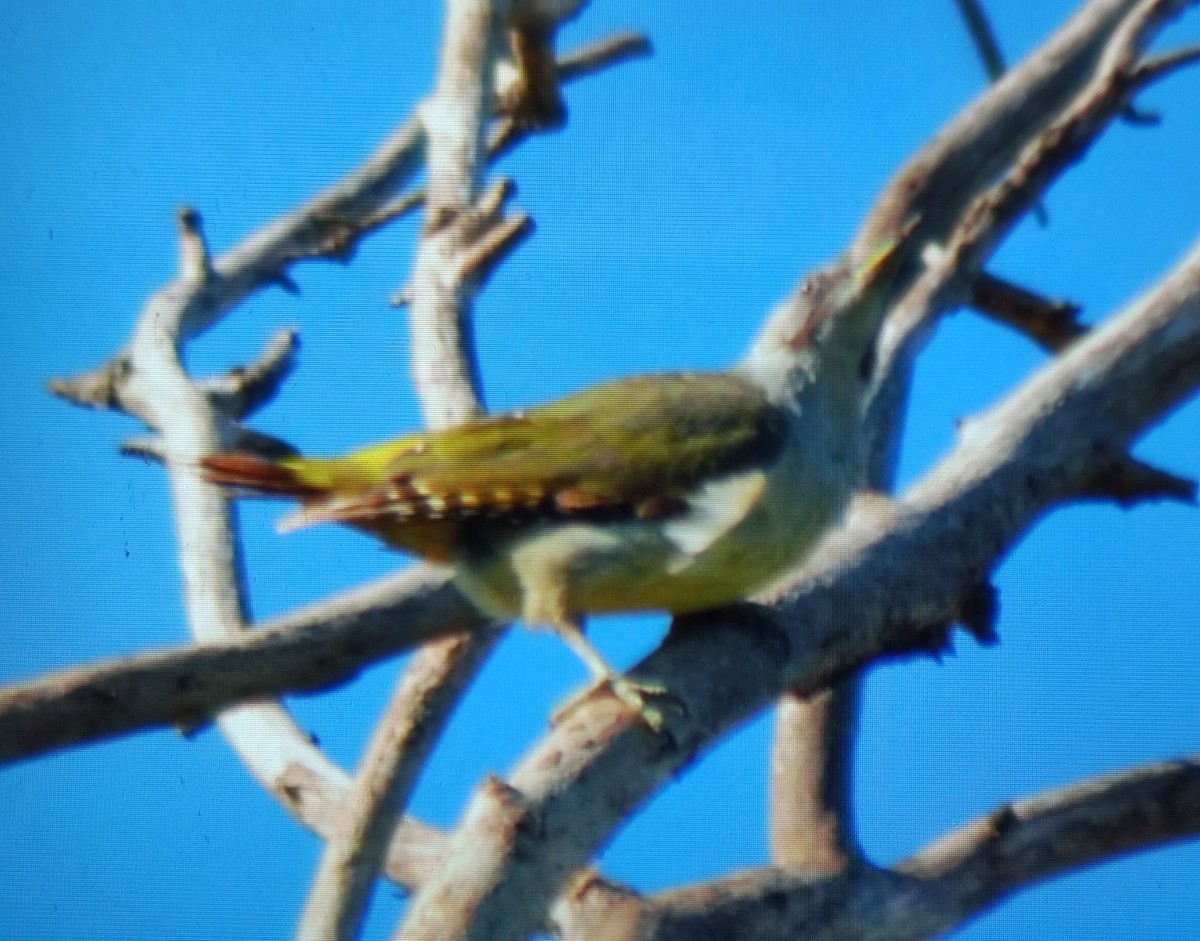 Iberian Green Woodpecker - Carlos Herranz