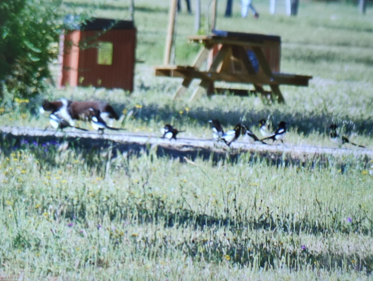 Eurasian Magpie - Carlos Herranz