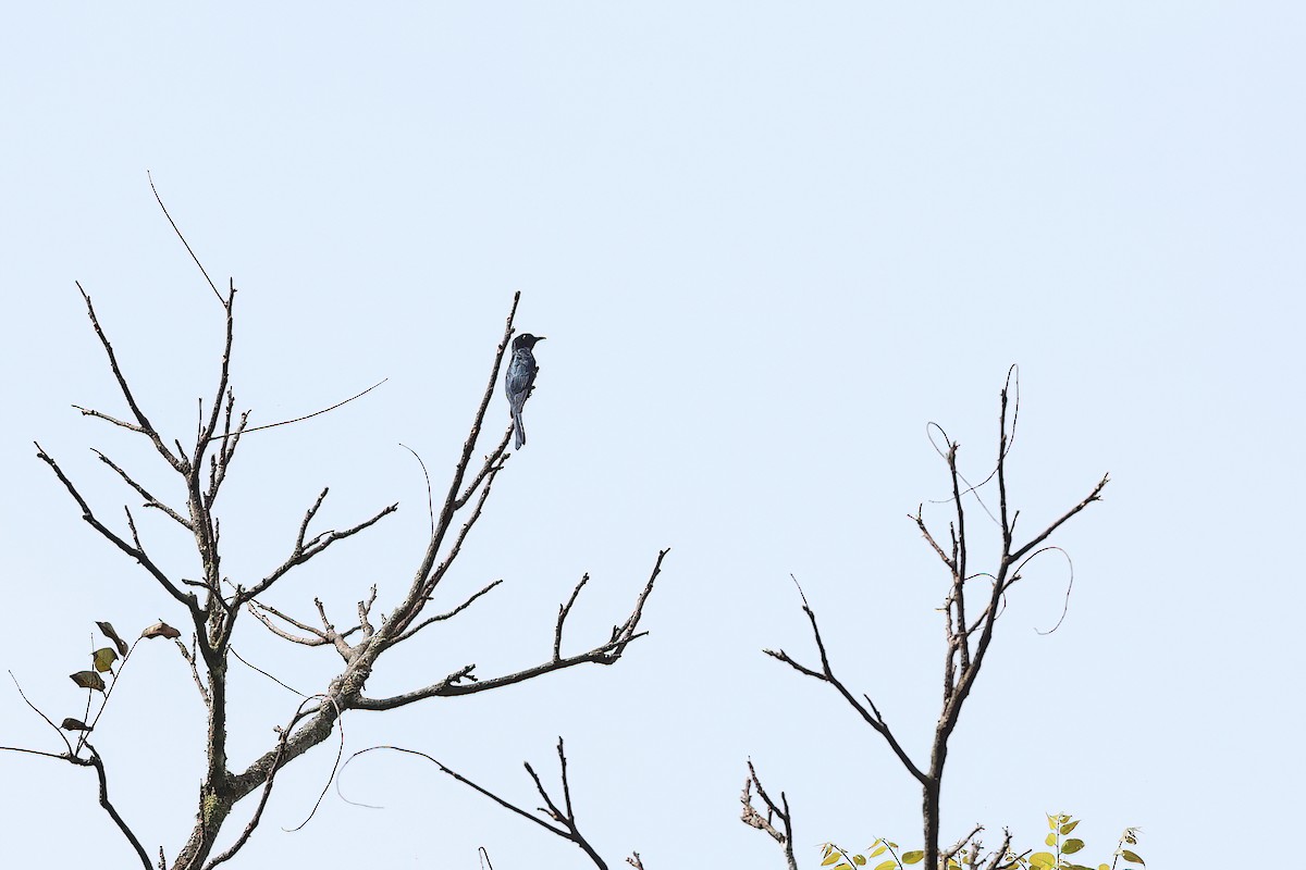 Square-tailed Drongo-Cuckoo - Chun Fai LO