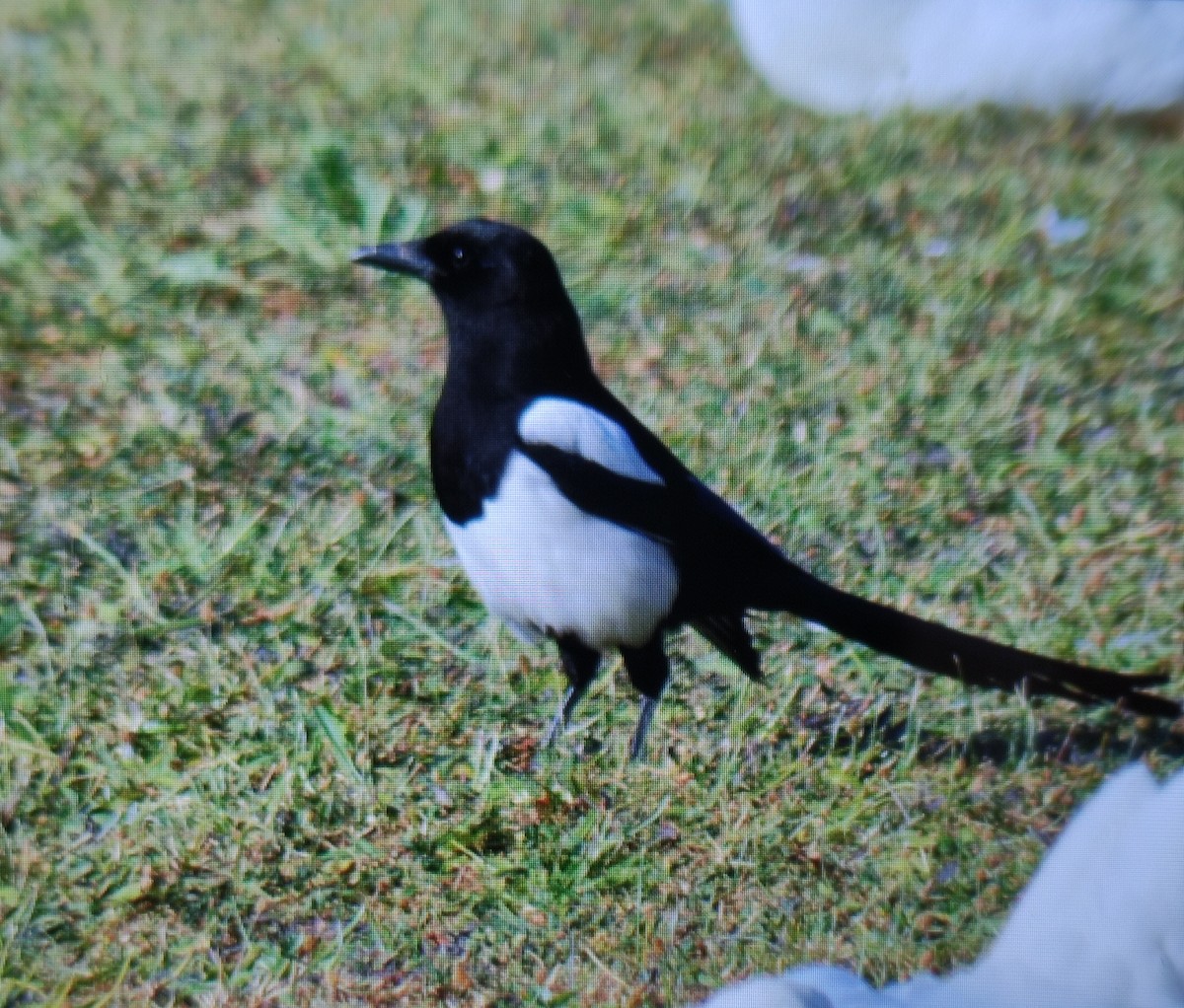 Eurasian Magpie - Carlos Herranz