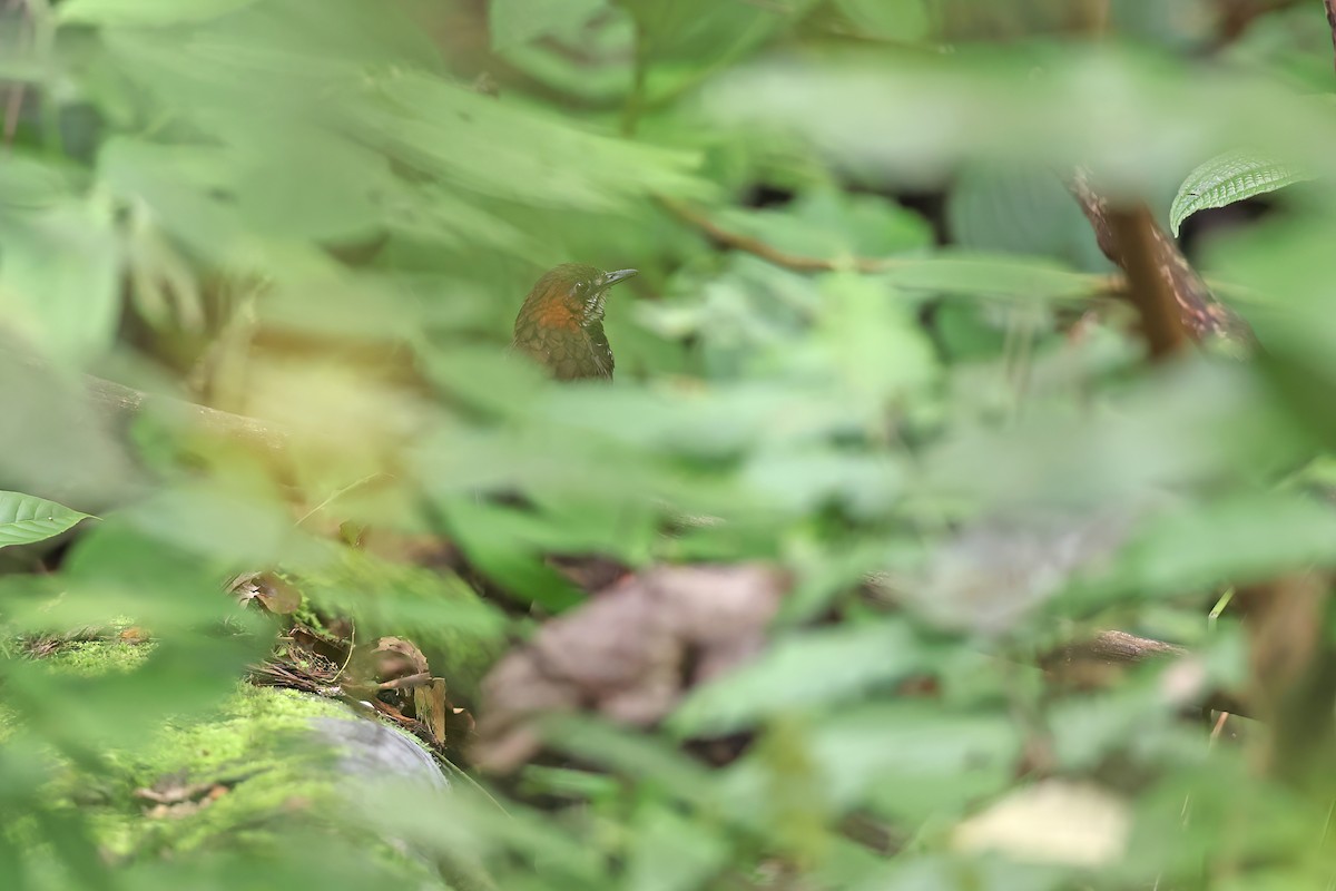 Marbled Wren-Babbler - Chun Fai LO