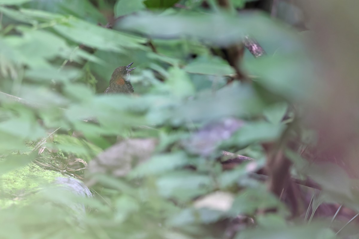 Marbled Wren-Babbler - Chun Fai LO