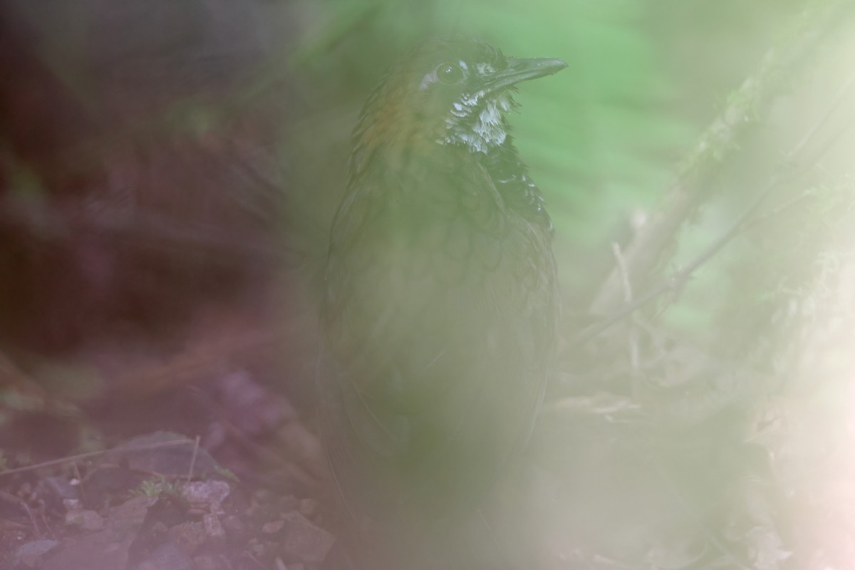 Marbled Wren-Babbler - Chun Fai LO