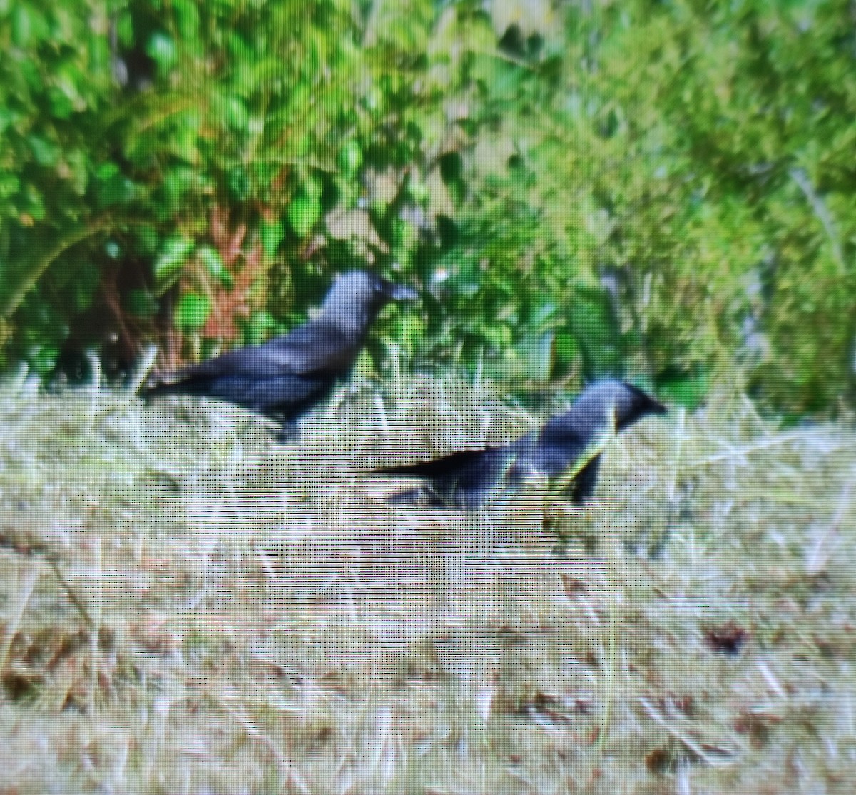 Eurasian Jackdaw - Carlos Herranz