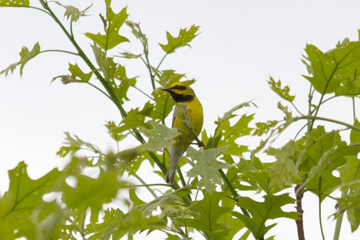 Lawrence's Warbler (hybrid) - eric peirce