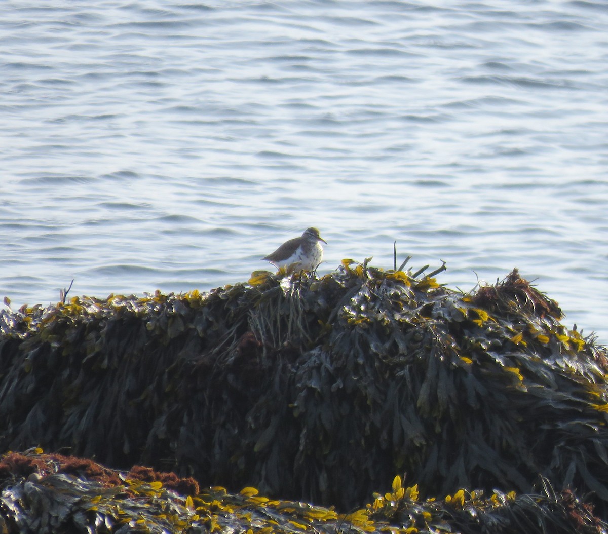 Spotted Sandpiper - Hannah Glass