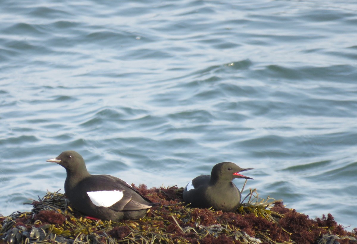 Black Guillemot - Hannah Glass