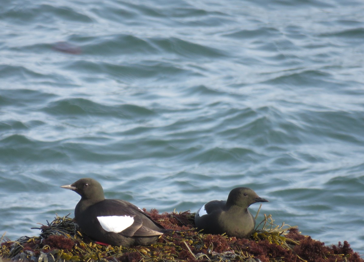 Black Guillemot - Hannah Glass