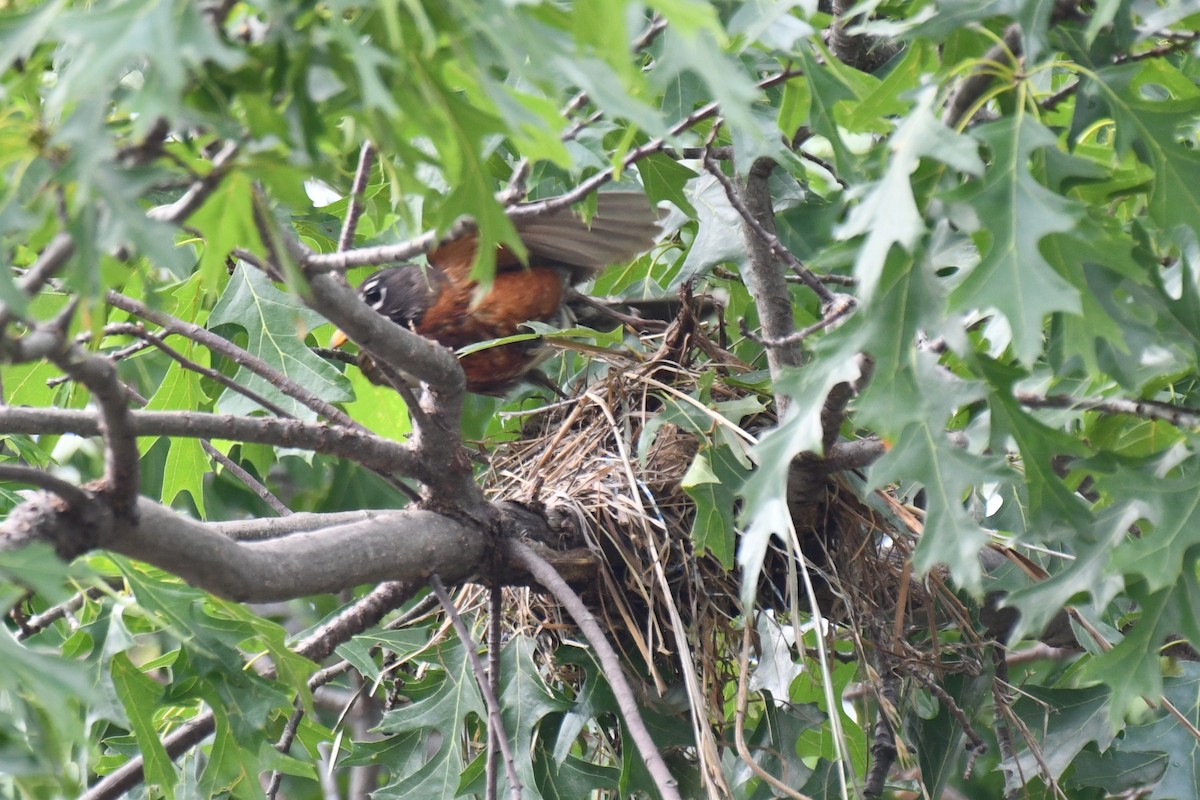 American Robin - Carmen Ricer