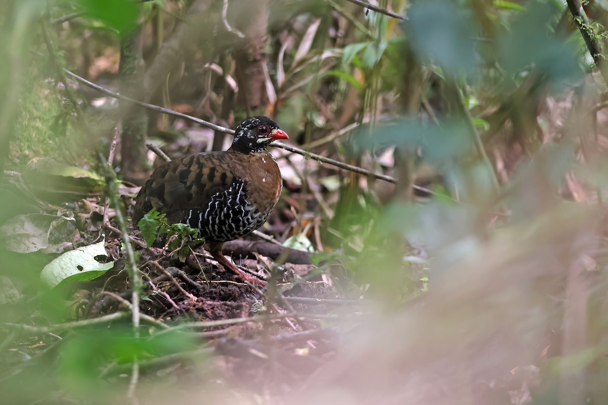 Red-billed Partridge - Chun Fai LO