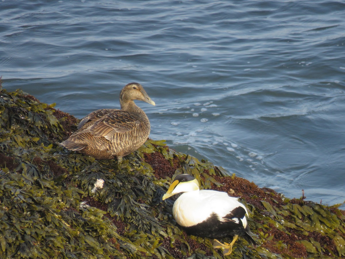 Common Eider - Hannah Glass