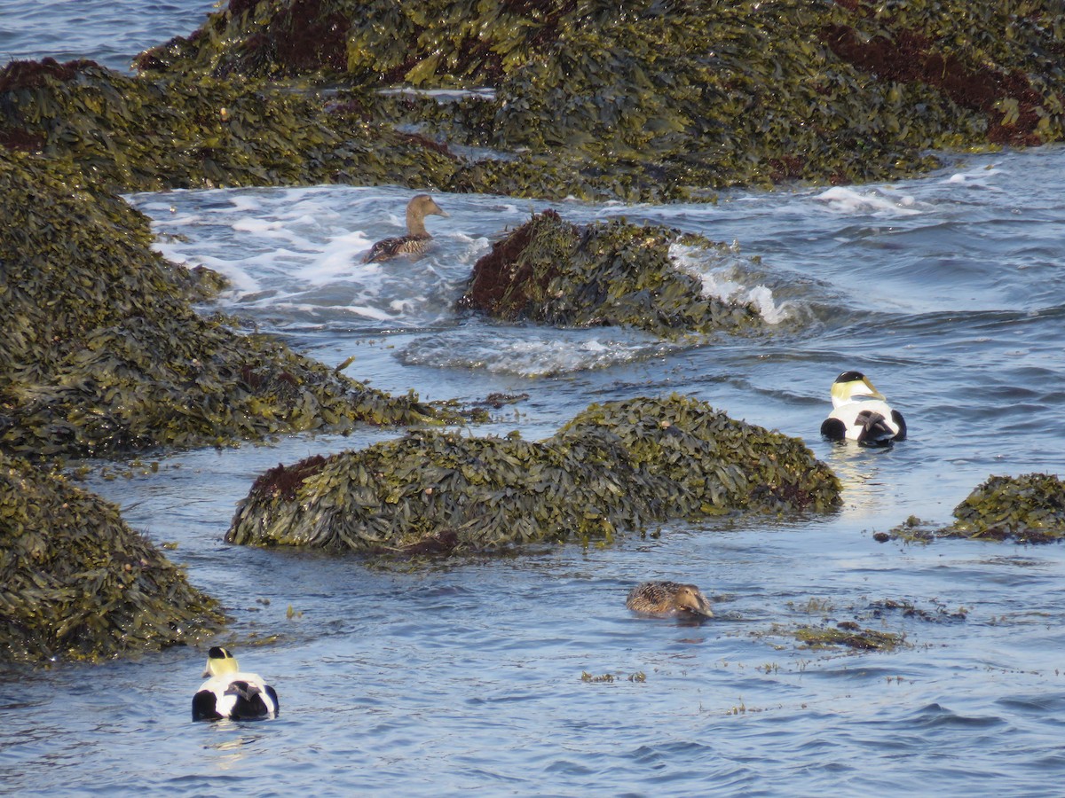 Common Eider - Hannah Glass