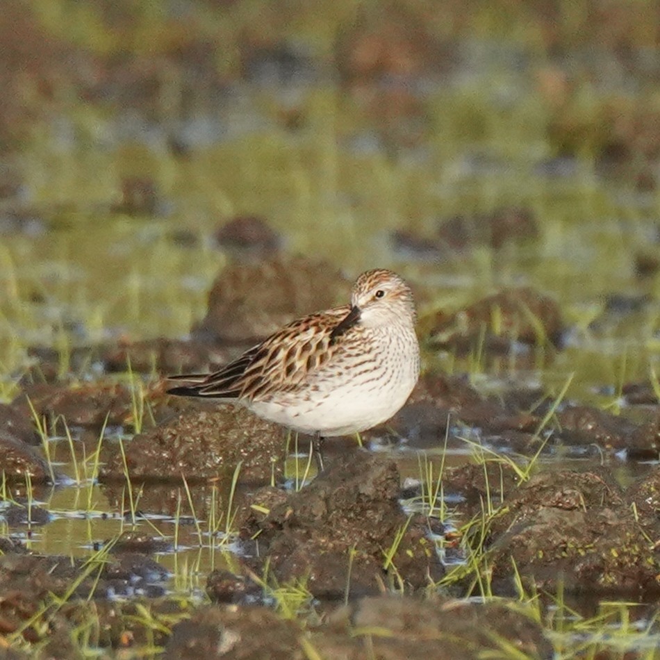 White-rumped Sandpiper - Guillem De los Santos Pérez