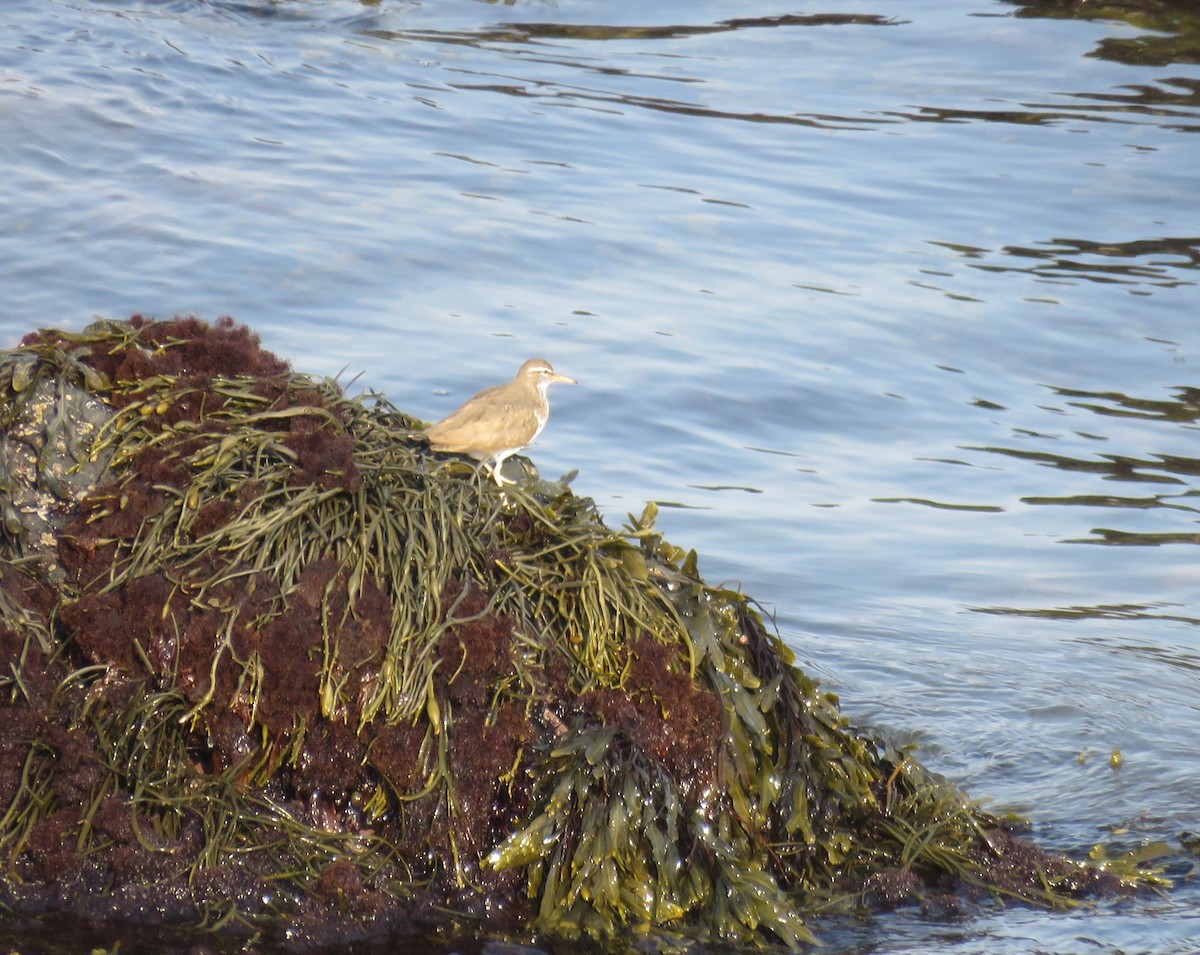 Spotted Sandpiper - Hannah Glass