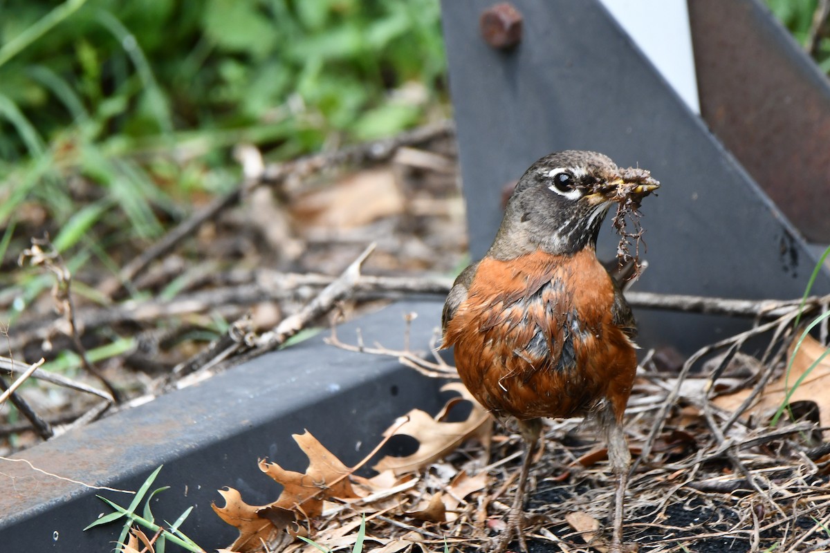 American Robin - Carmen Ricer