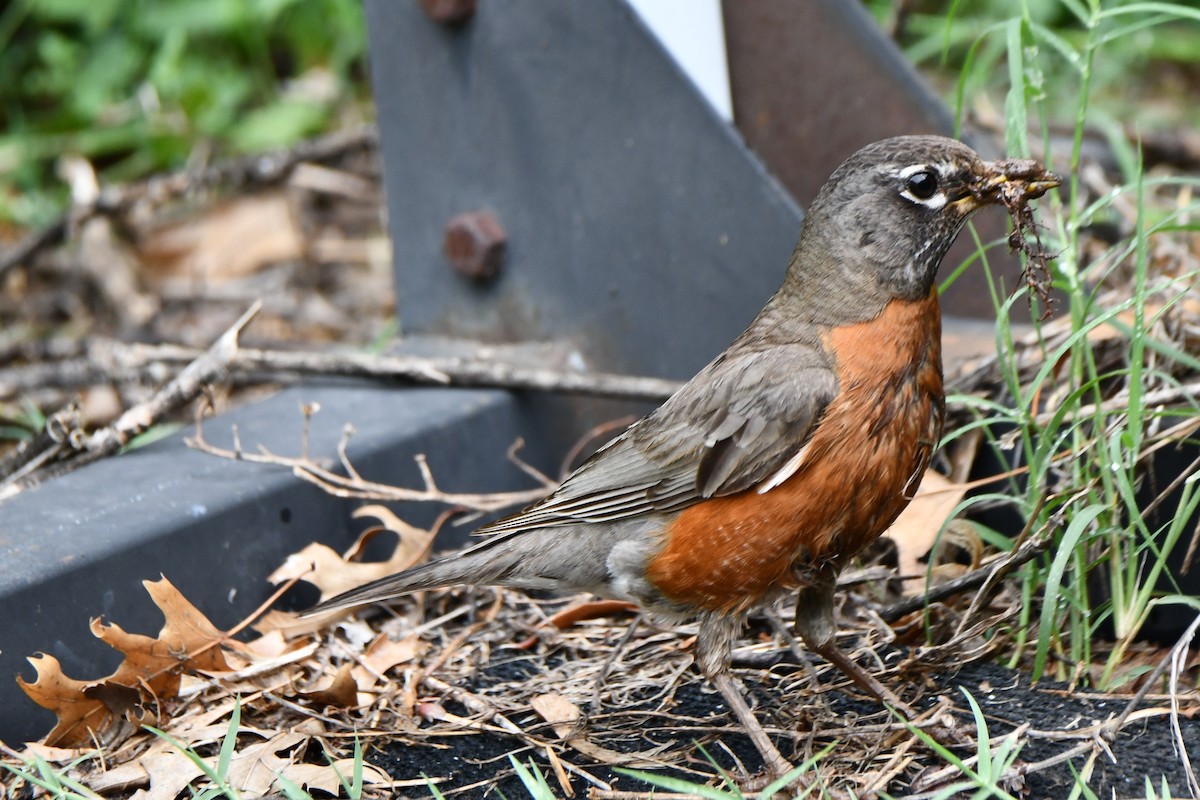 American Robin - Carmen Ricer