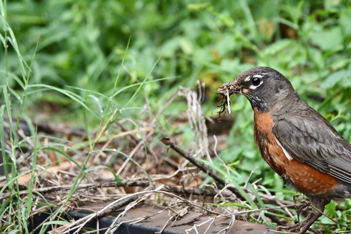 American Robin - Carmen Ricer