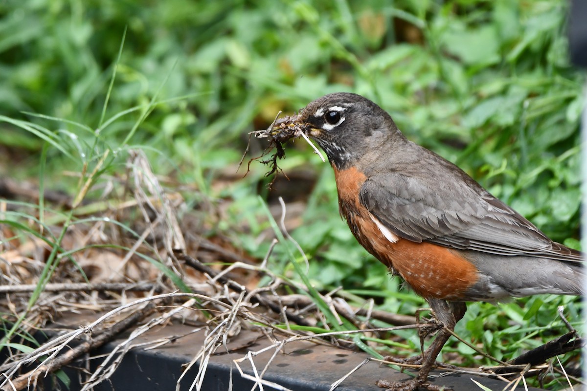 American Robin - Carmen Ricer