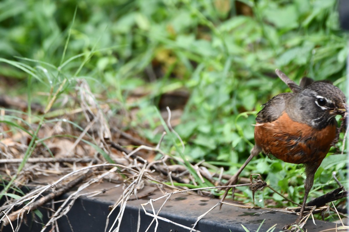 American Robin - Carmen Ricer