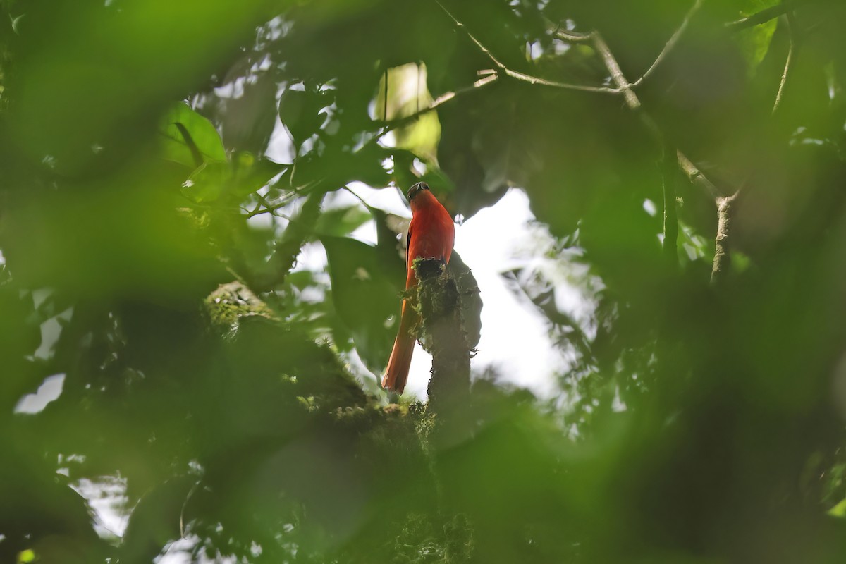 Minivet vermillon - ML619480569