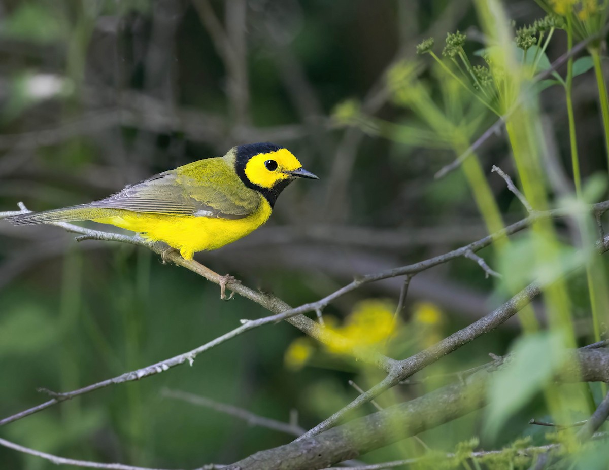 Hooded Warbler - Brian Smith