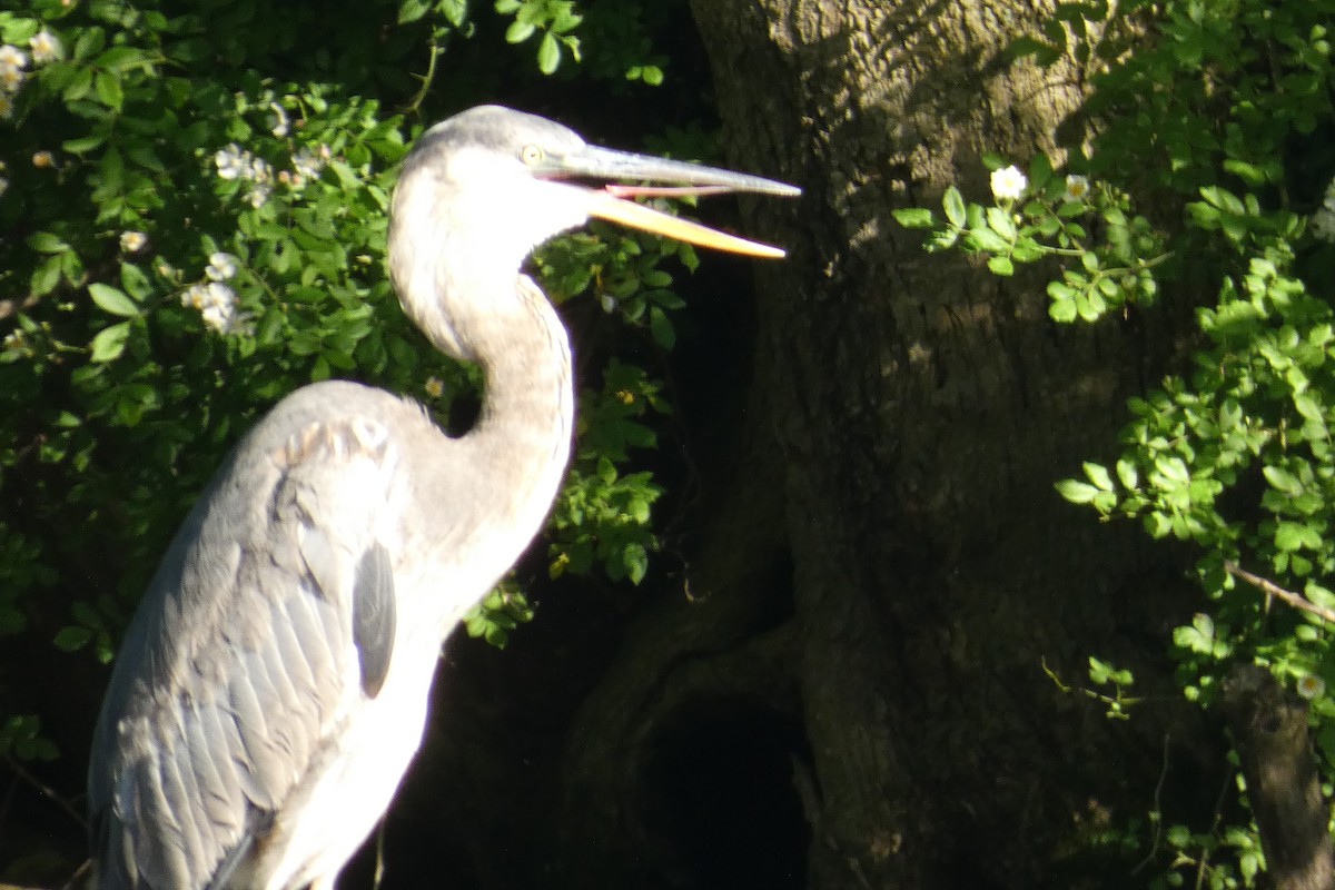 Great Blue Heron - Anonymous