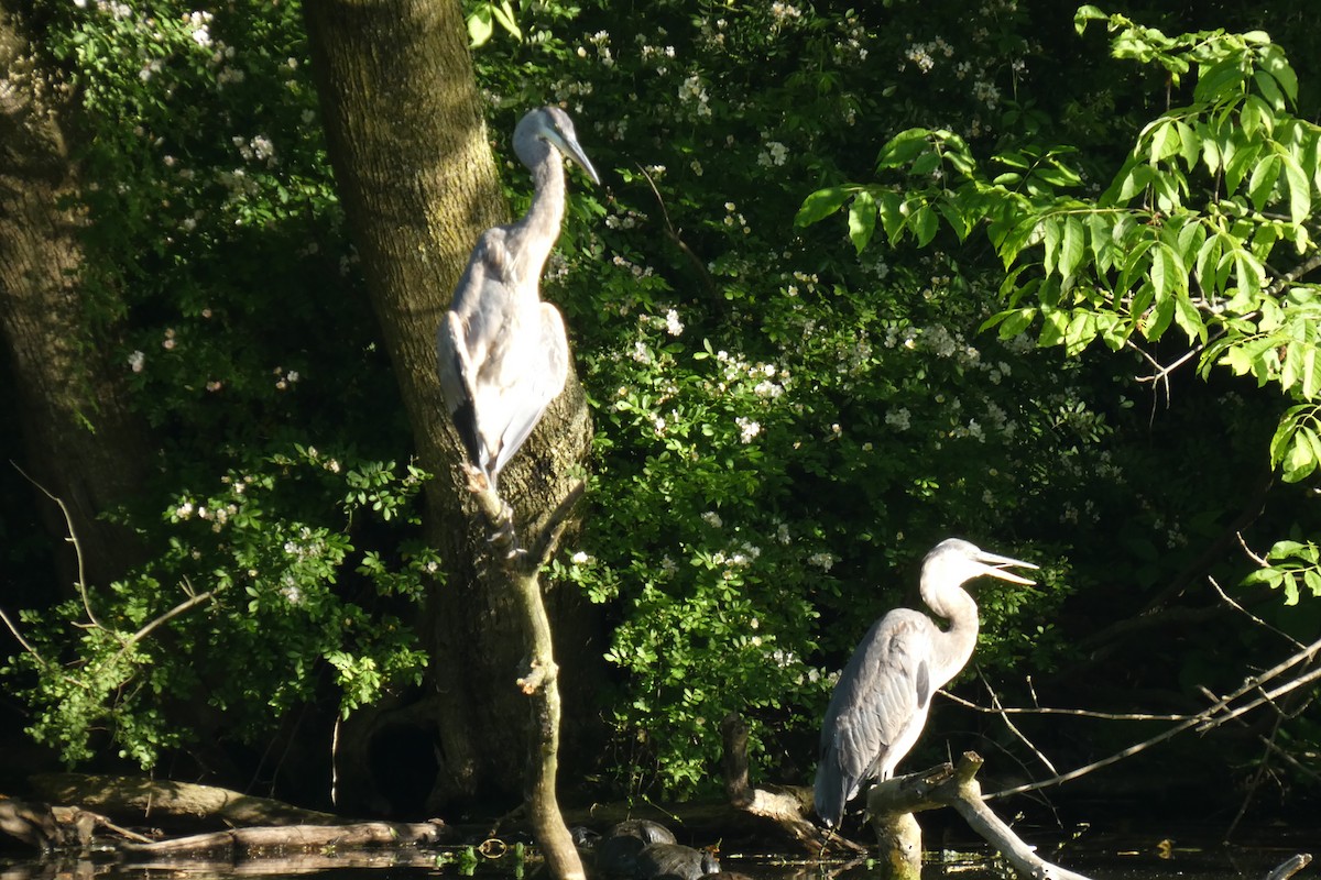 Great Blue Heron - ML619480576