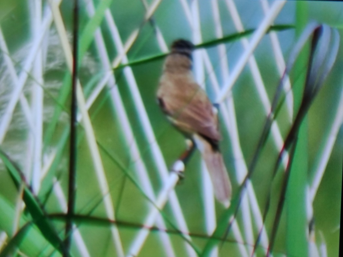 Common Reed Warbler - Carlos Herranz