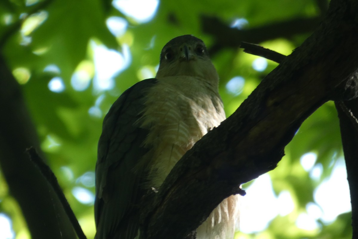 Cooper's Hawk - ML619480584