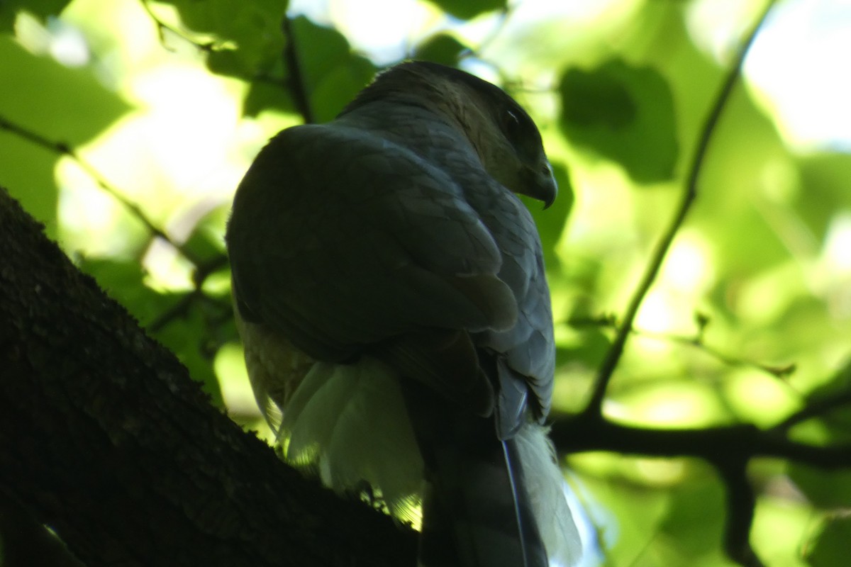 Cooper's Hawk - ML619480585