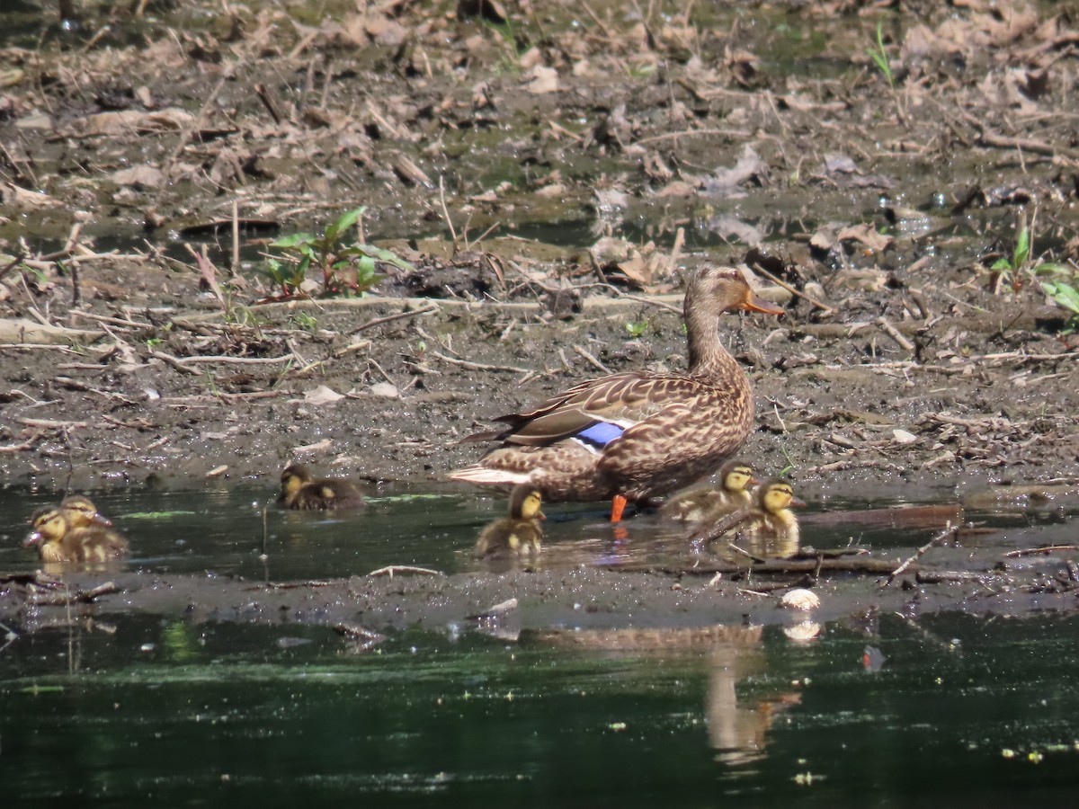 Mallard - Sandy Morrissey