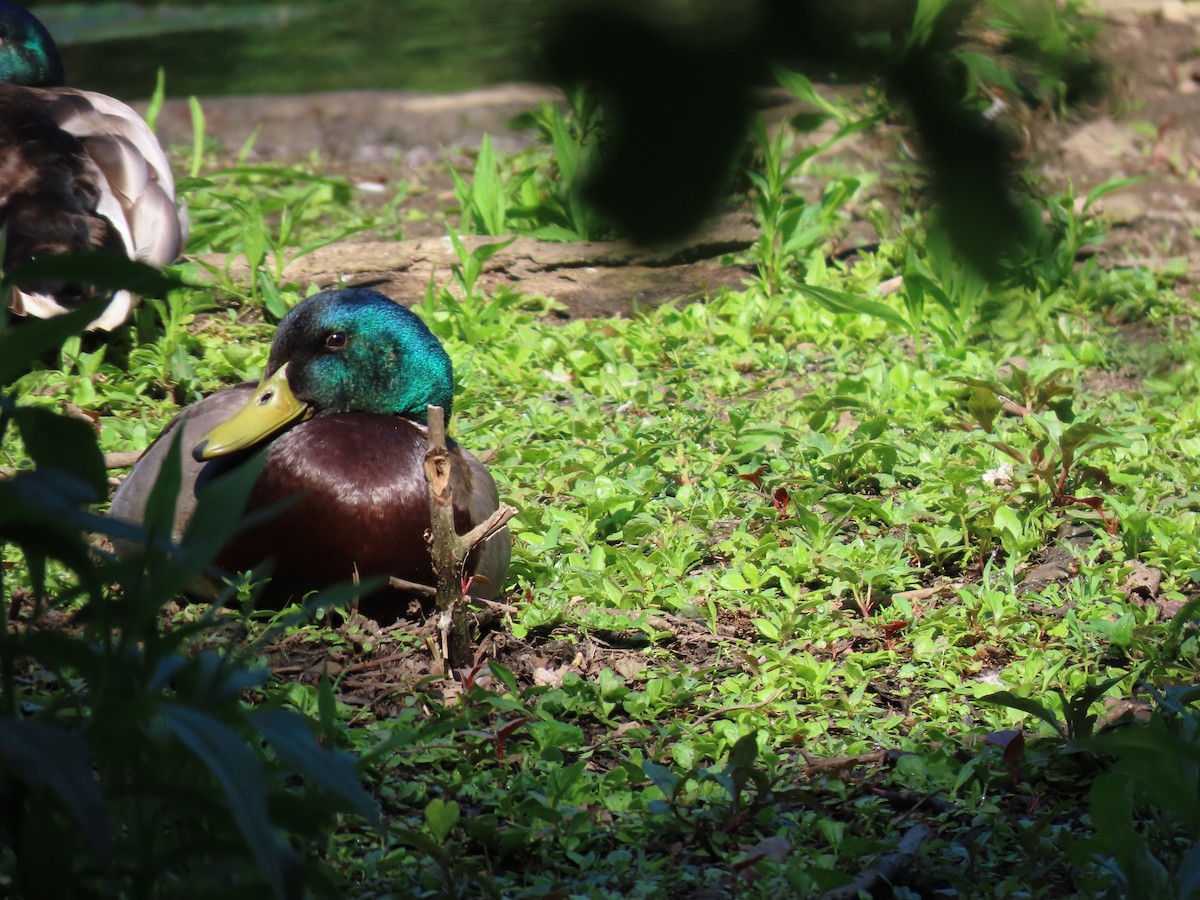 Canard colvert - ML619480587