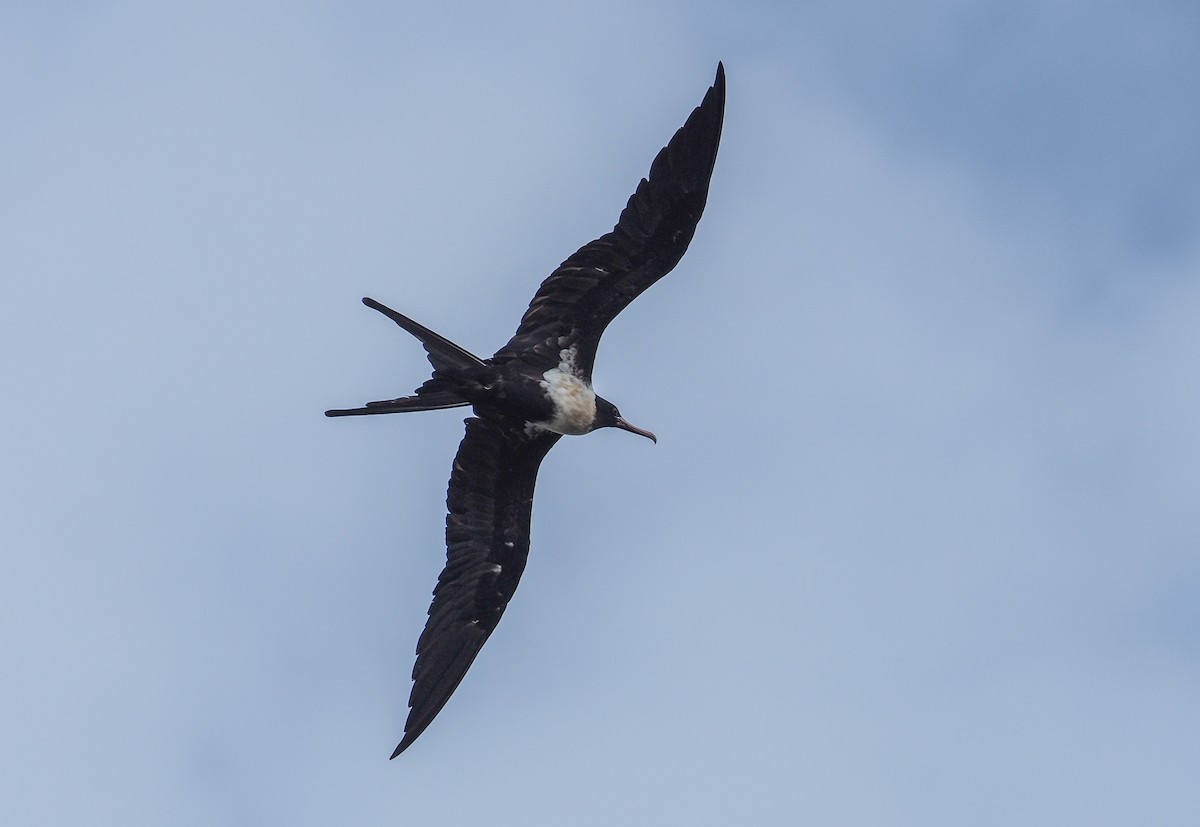 Lesser Frigatebird - Mike Edgecombe