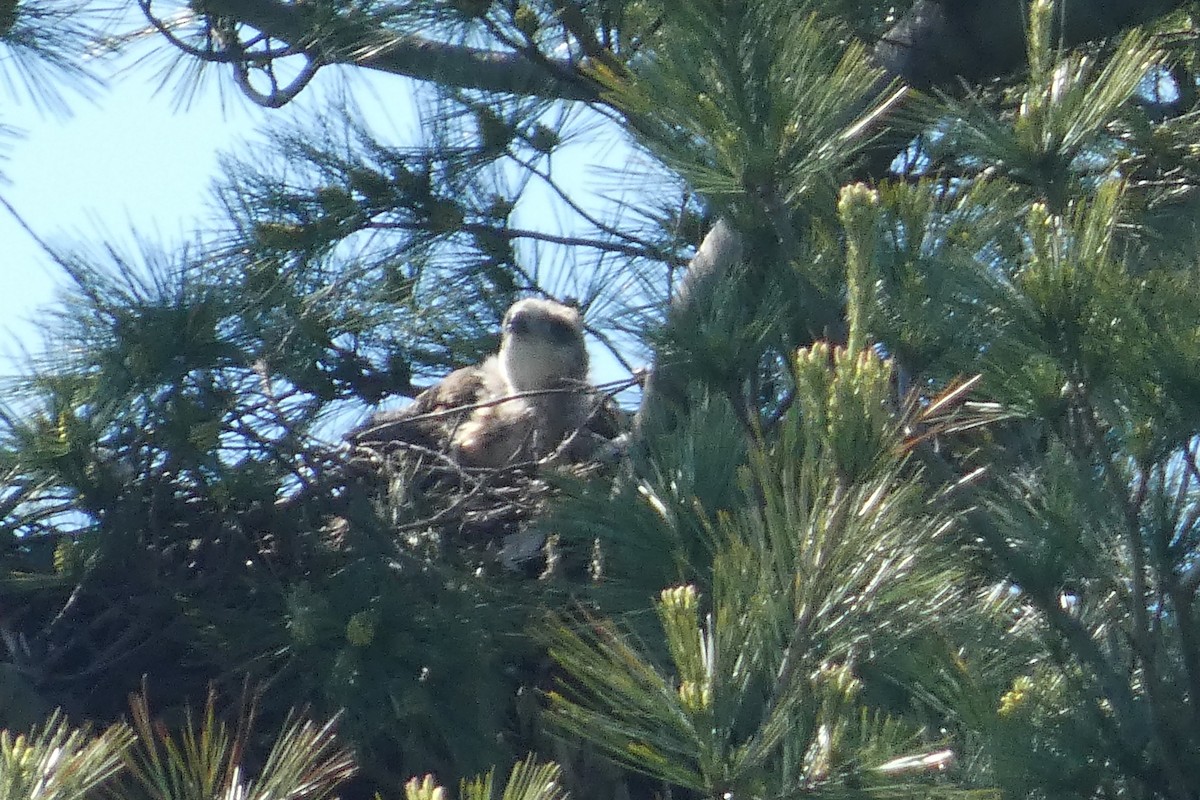 Red-tailed Hawk - Anonymous